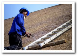 Thatch Fire Protection - Fire Retardant Spray